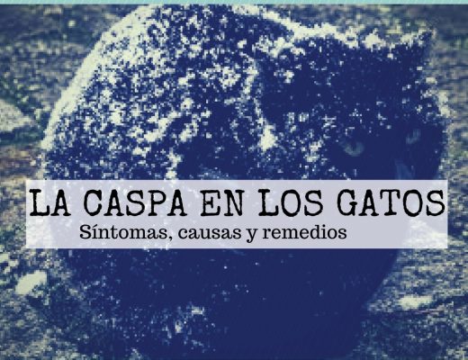 La caspa en los gatos