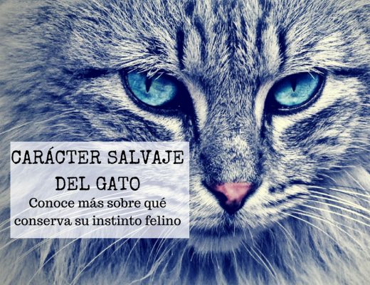 Gato salvaje doméstico o domesticado | Foto: pexels.com/photo/animal-pet-fur-head-33537