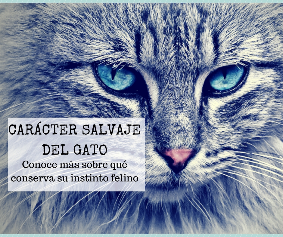 Gato salvaje doméstico o domesticado | Foto: pexels.com/photo/animal-pet-fur-head-33537