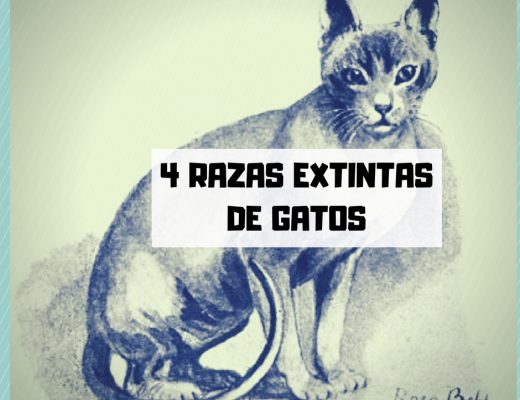 razas de gatos extintas