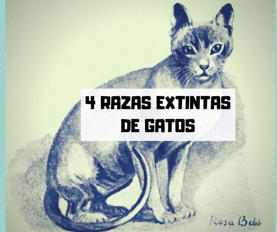 razas de gatos extintas