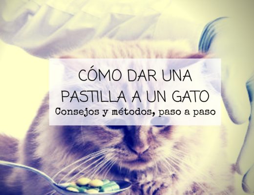 Cómo dar una pastilla a un gato