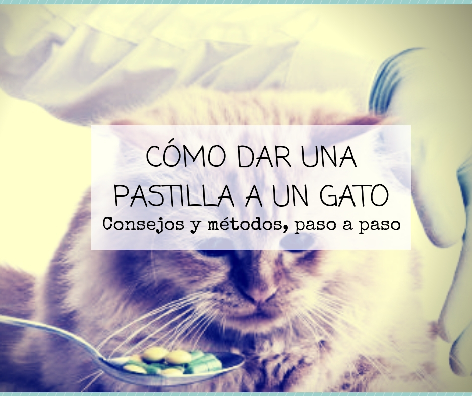 Cómo dar una pastilla a un gato