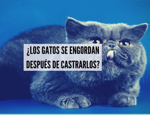 Gatos castrados engordan