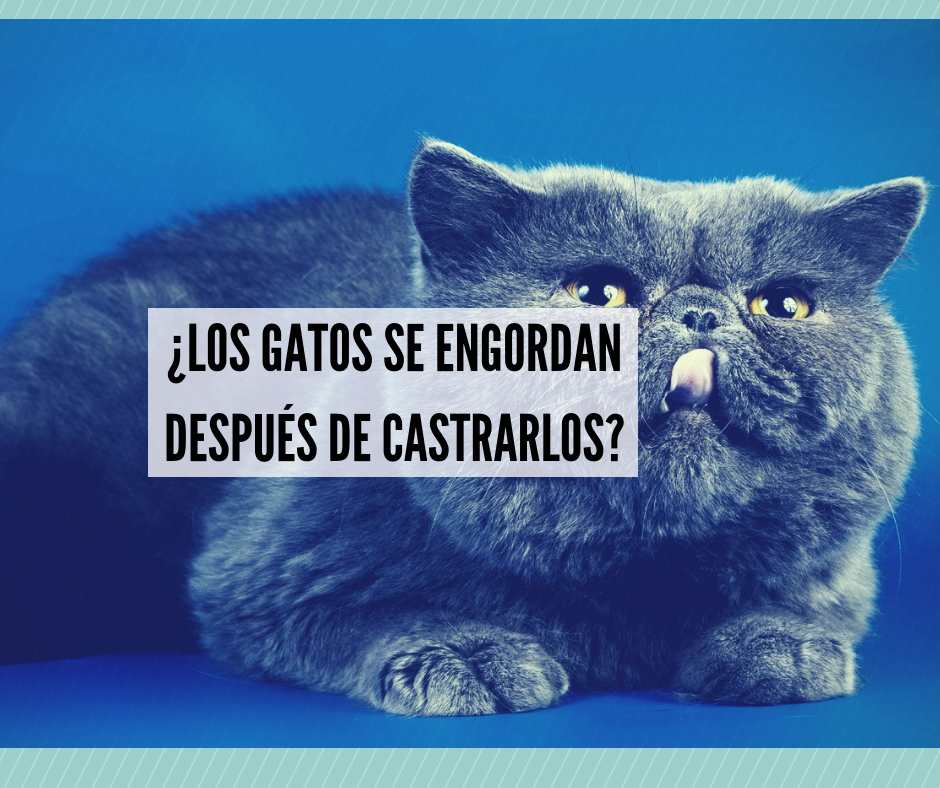 Gatos castrados engordan