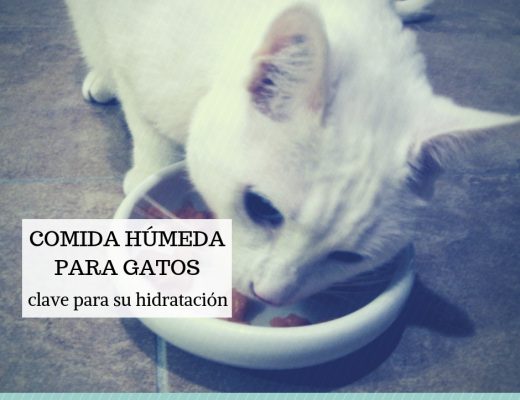 Comida húmeda gatos laittas clave para hidratarse