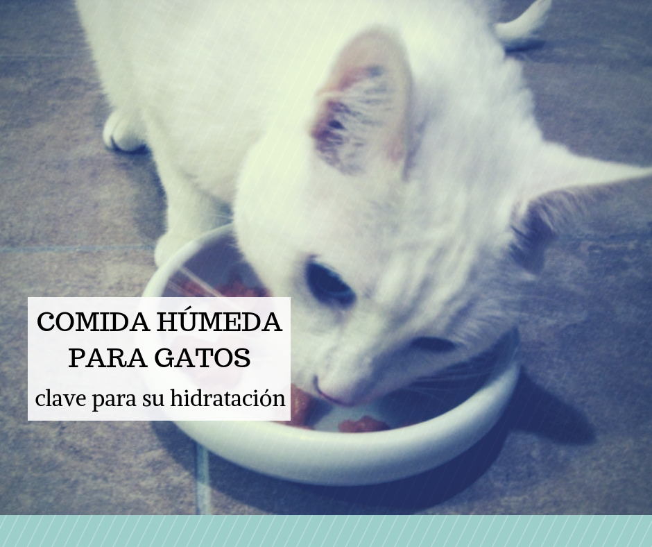 Comida húmeda gatos laittas clave para hidratarse