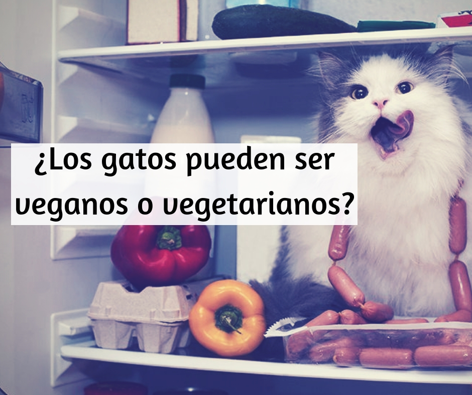 Gatos veganos o gatos vegetarianos