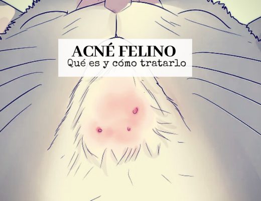 Acné felino: qué es y cóm tratarlo |Foto: montaje con foto de WikiHow