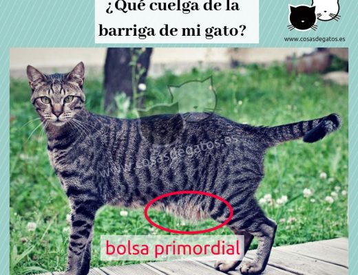 Qué es la bolsa primordial gatos - mau egipcio