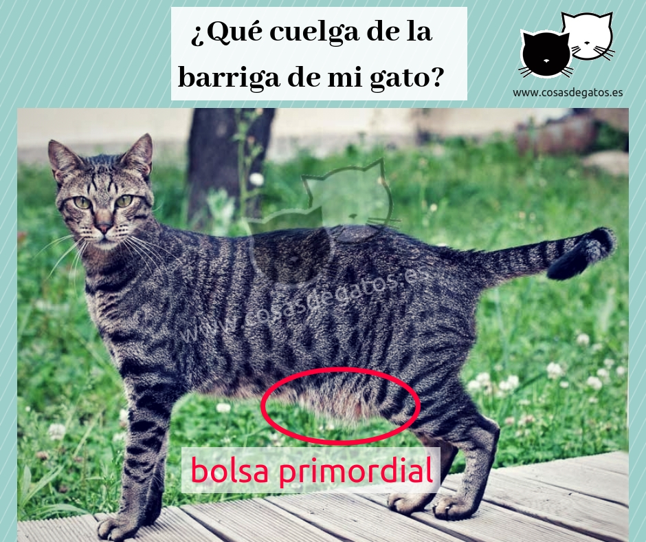 Qué es la bolsa primordial gatos - mau egipcio