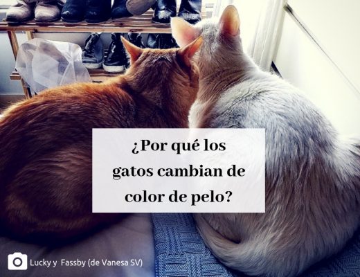 Por qué los gatos cambian de color pelo | Foto: Lucky y Fassby ((Vanesa SV)