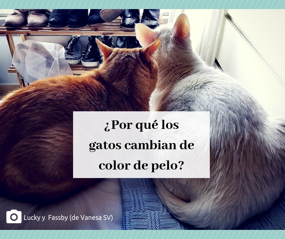 Por qué los gatos cambian de color pelo | Foto: Lucky y Fassby ((Vanesa SV)