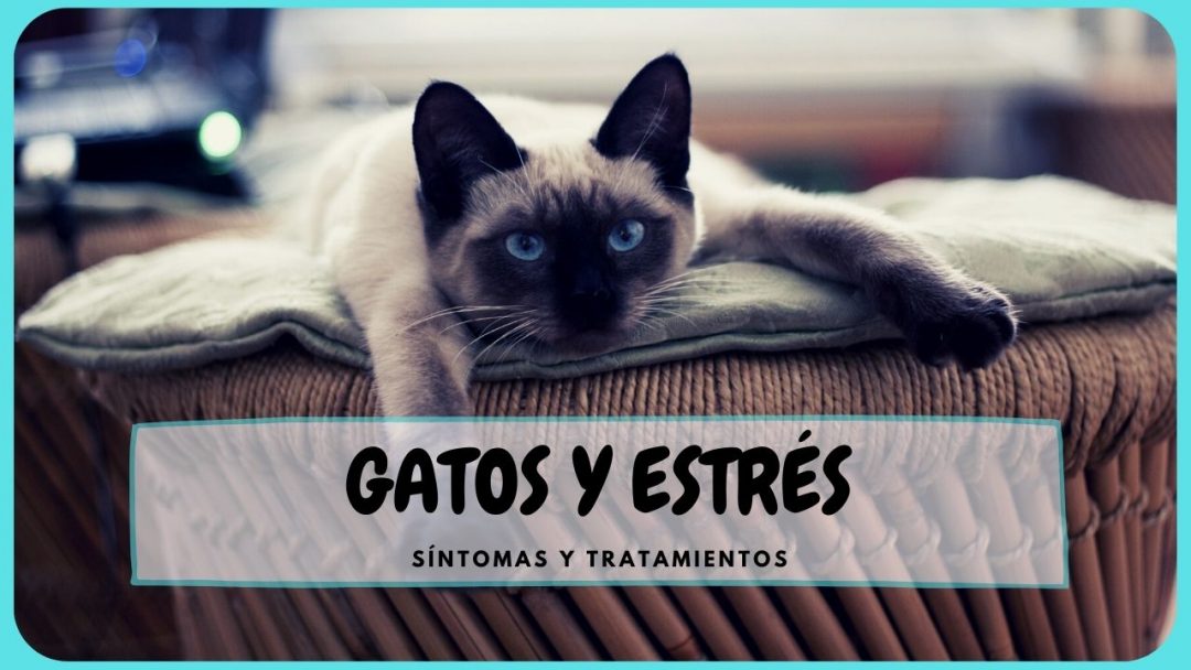 Gatos y estres - sintomas y tratamiento