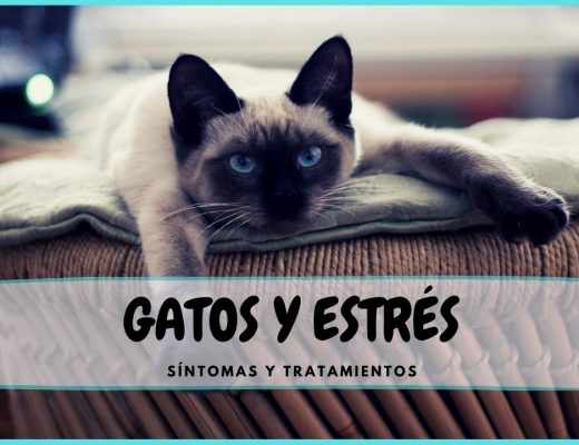 Gatos y estres - sintomas y tratamiento