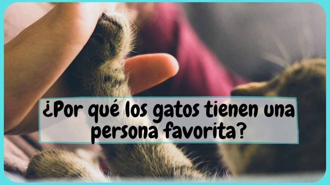 Por qué los gatos escogen persona preferida