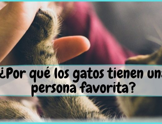 Por qué los gatos escogen persona preferida