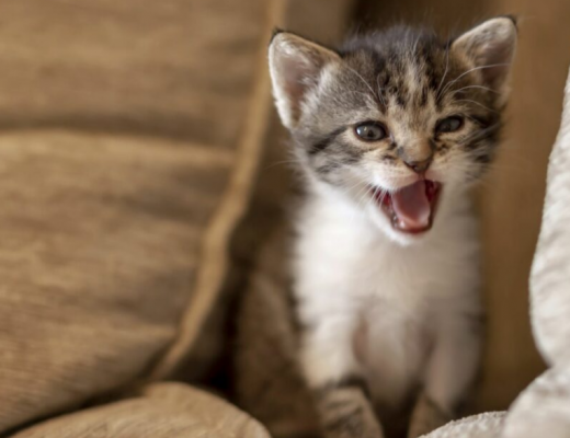 significado sonidos gato maullando