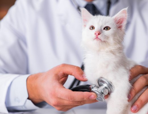 seguro veterinario para gatos